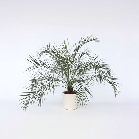 Phoenix roebelenii - Dwergdadelpalm
