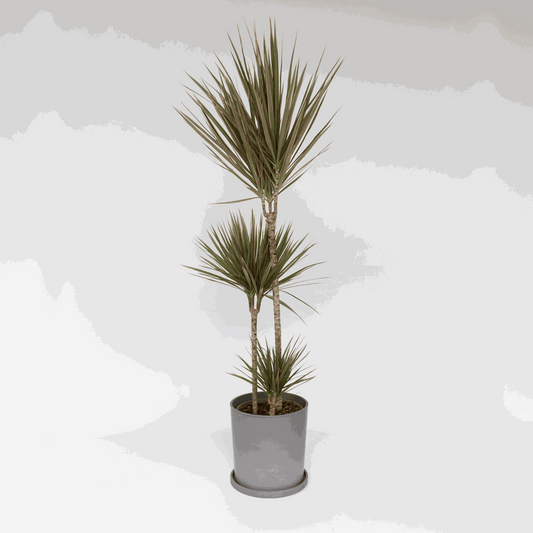 Dracaena marginata Bicolor - Drakenbloedboom