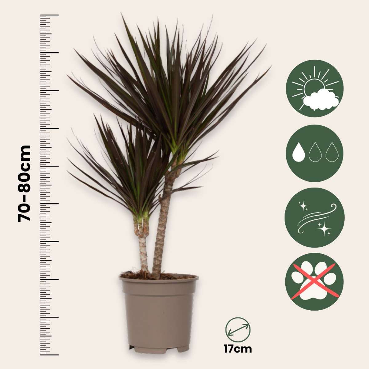 Dracaena marginata Magenta - Set van 2