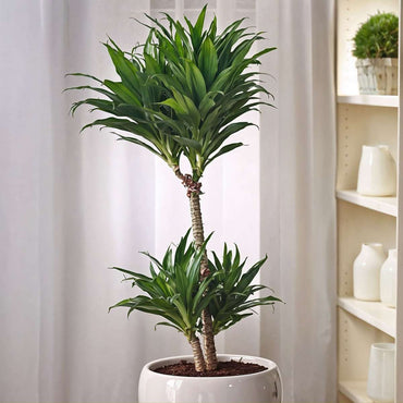 Dracaena deremensis 'Compacta' - Set van 2