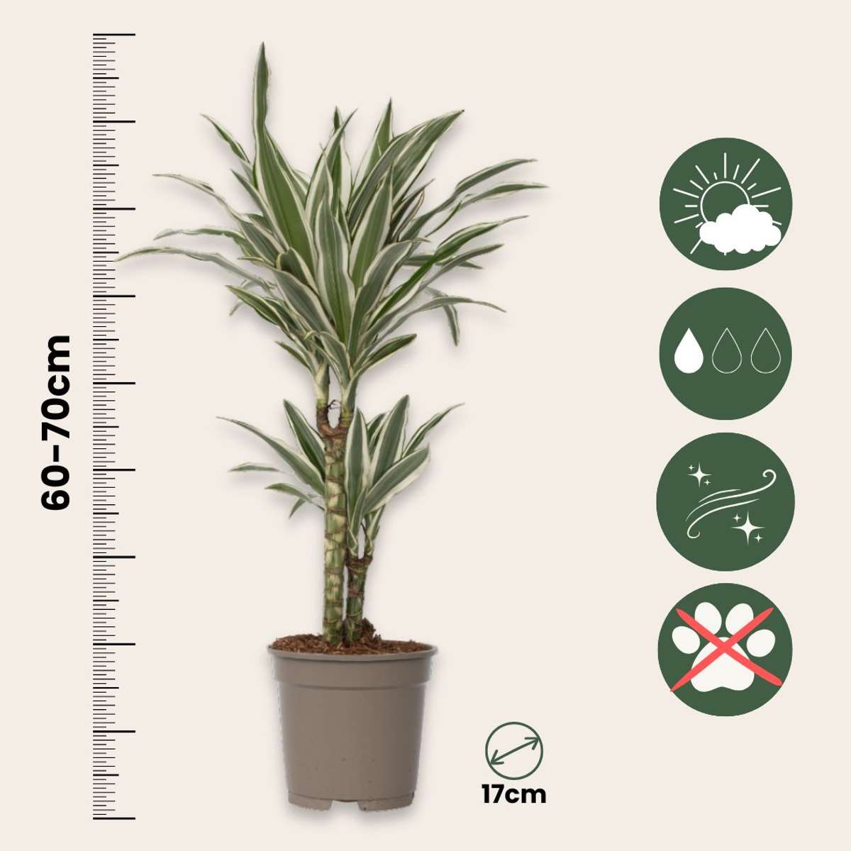 Dracaena Deremensis 'White Stripe' - Set van 2