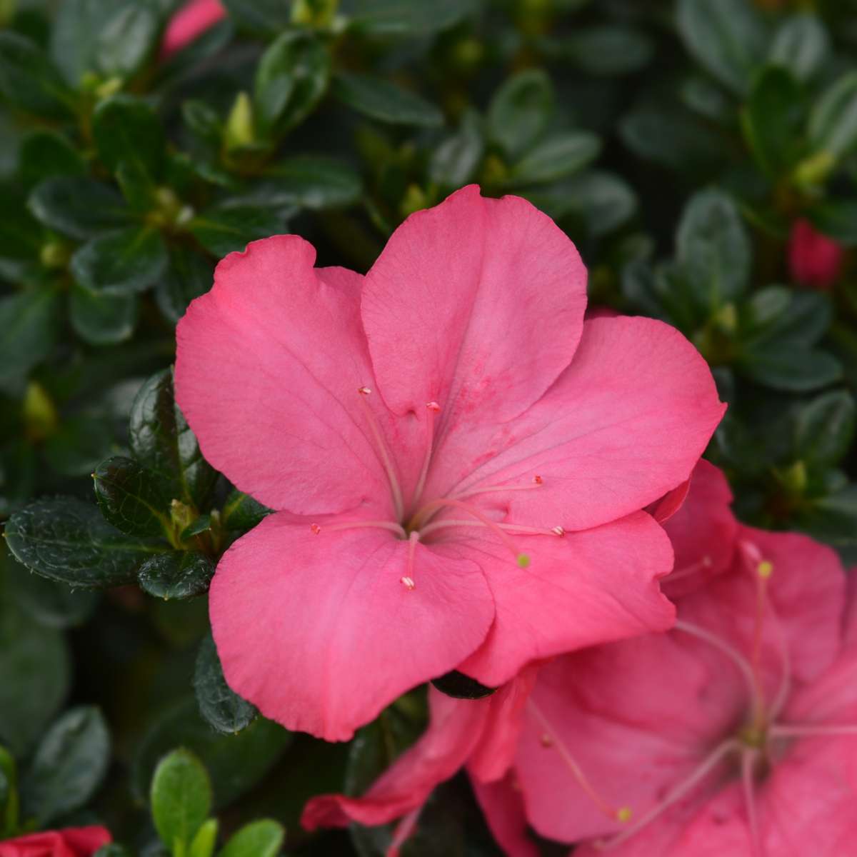Rhododendron 'Azalea Anouk' - Set van 4