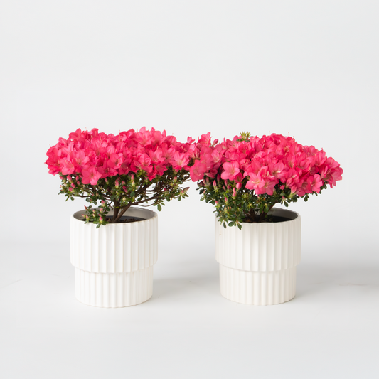 Rhododendron 'Azalea Anouk' - Set van 2