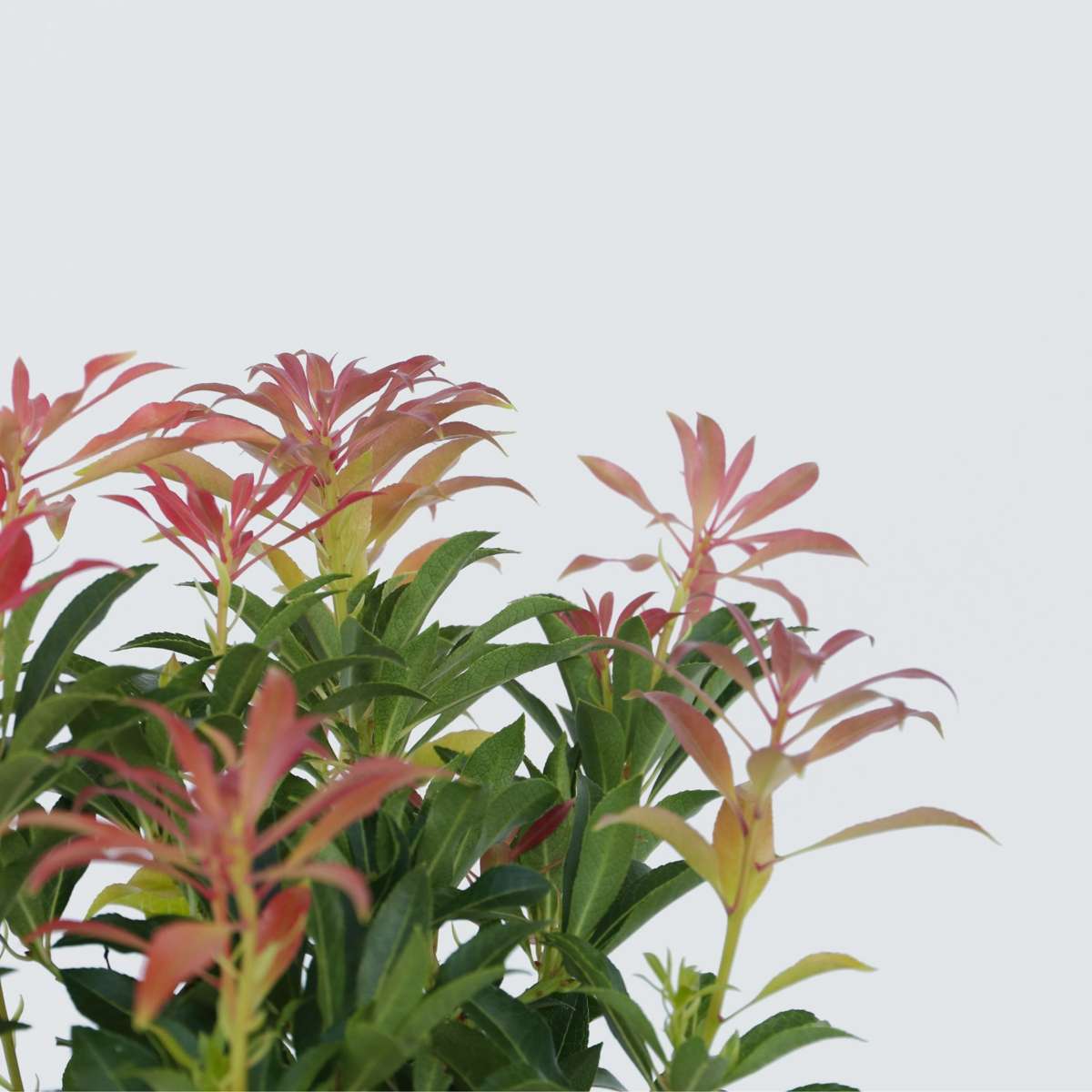 Pieris 'Forest Flame' - Set van 2 - Rotsheide