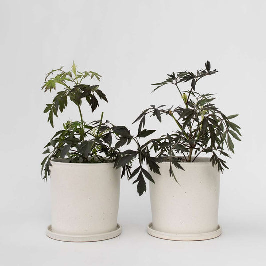 Sambucus nigra 'Black Lace' - Set van 2