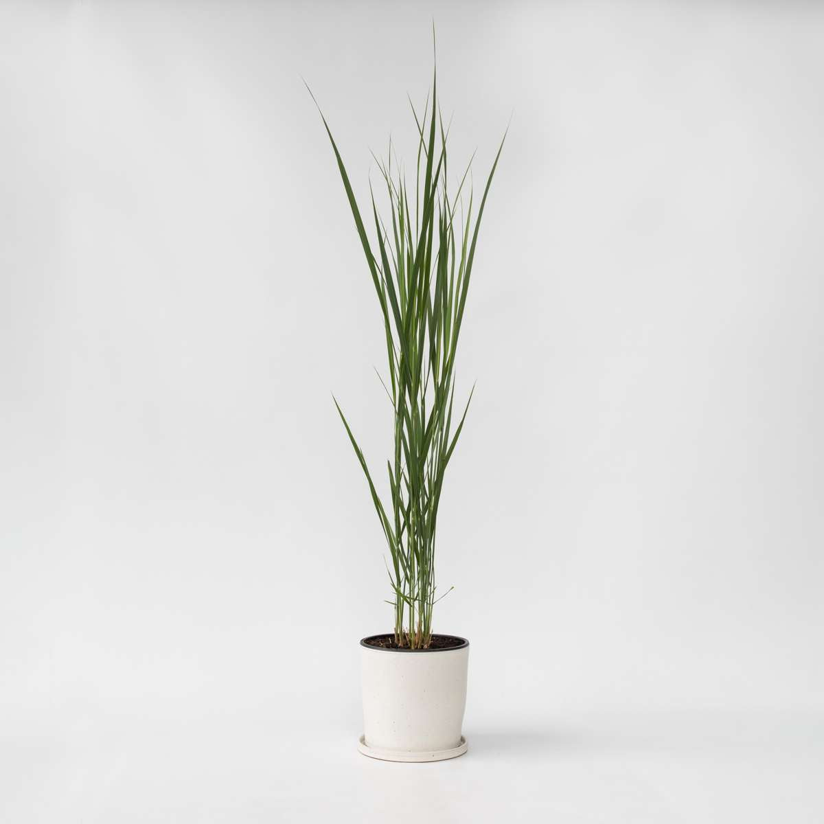 Panicum virgatum 'Northwind' - Vingergras