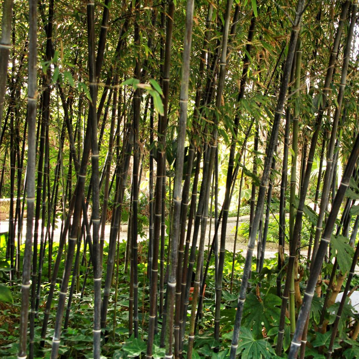 Fargesia nitida 'Black Dragon' - 3 Stuks - Bamboe