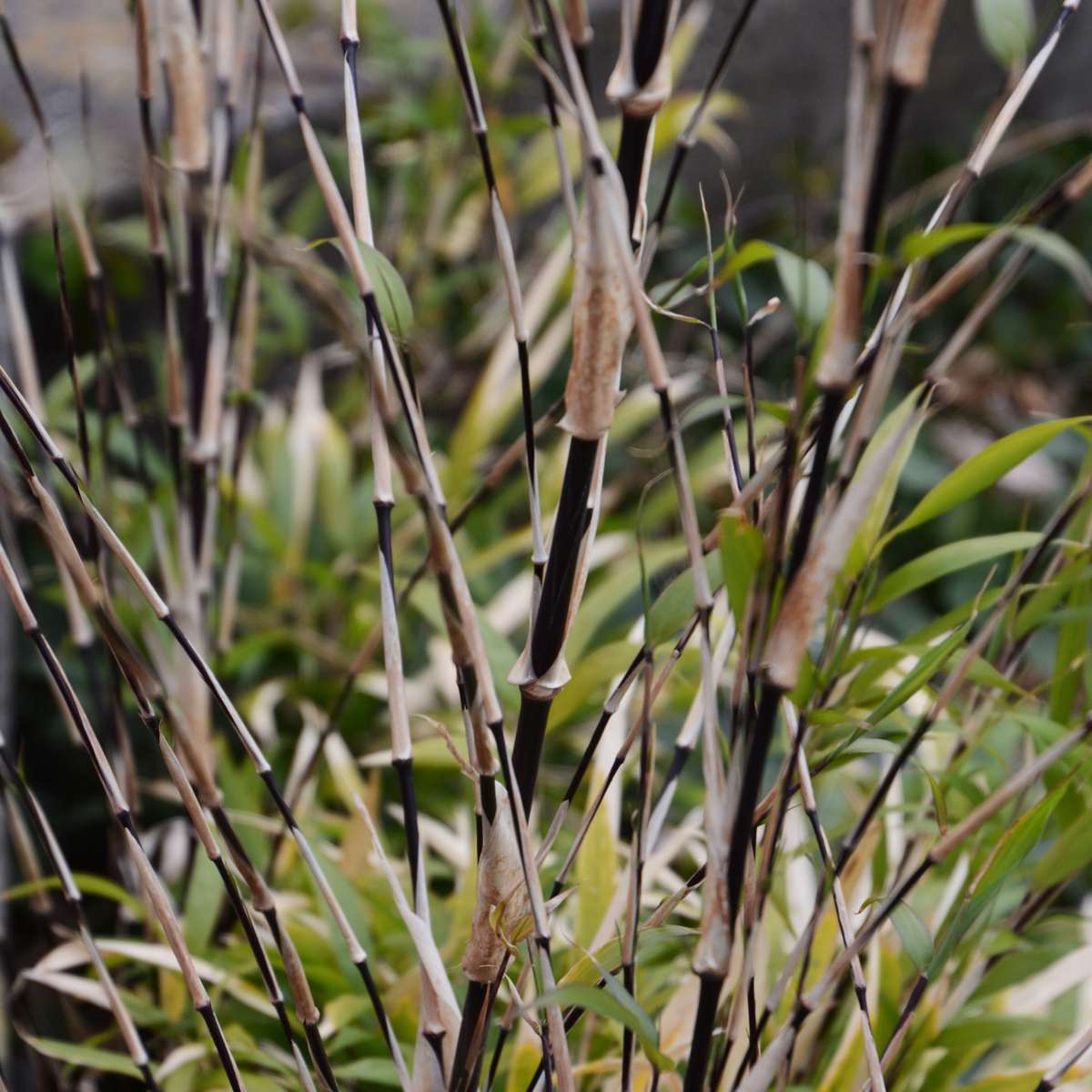 Fargesia nitida 'Black Dragon' - 3 Stuks - Bamboe