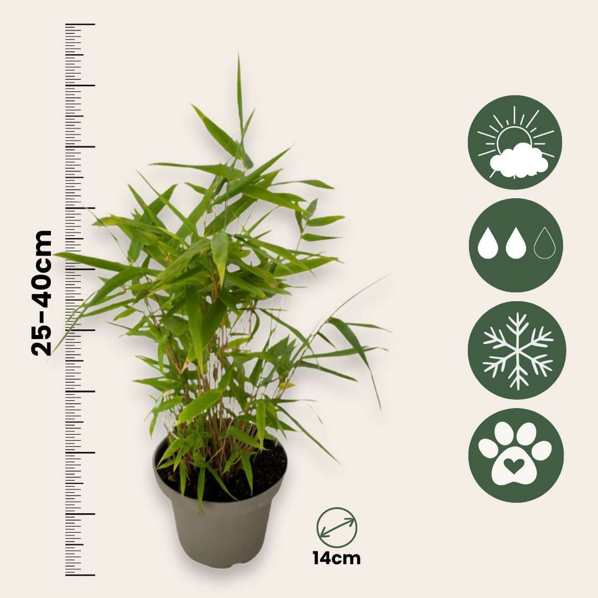 Fargesia nitida 'Black Dragon' - 3 Stuks - Bamboe