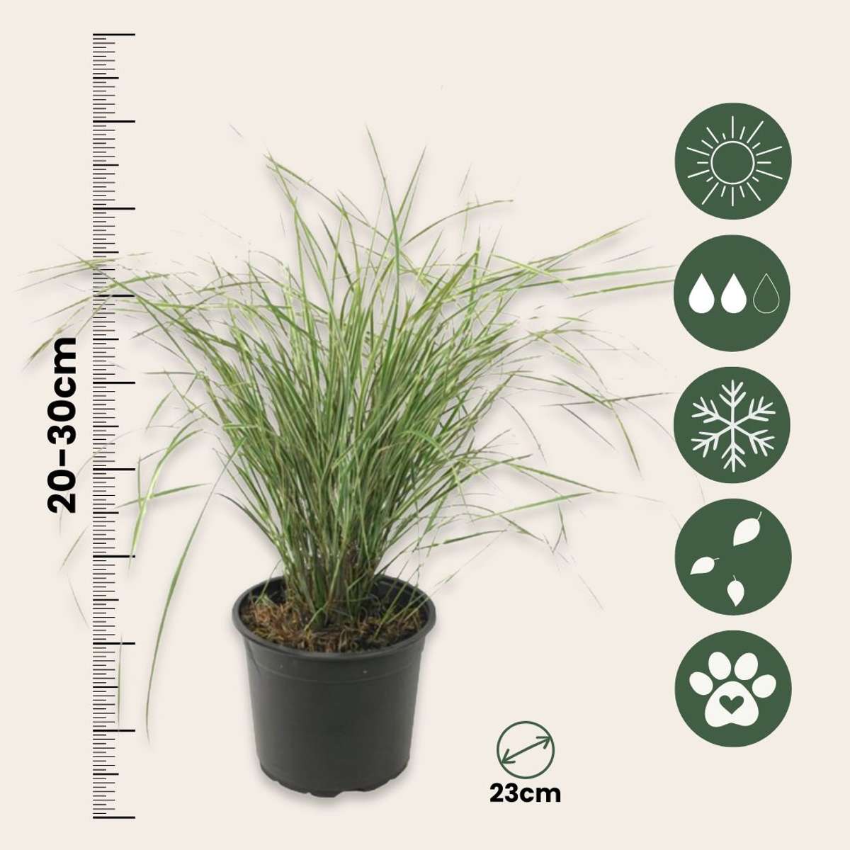 Calamagrostis Overdam - Siergras