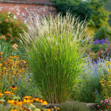 Miscanthus Gracilimus - Set van 2 - Siergrassen