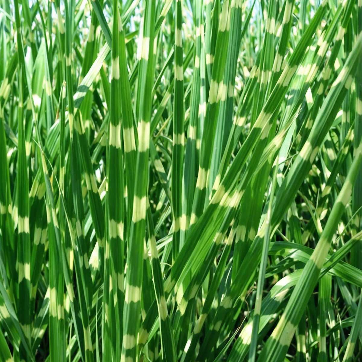 Miscanthus Zebrinus - Siergras