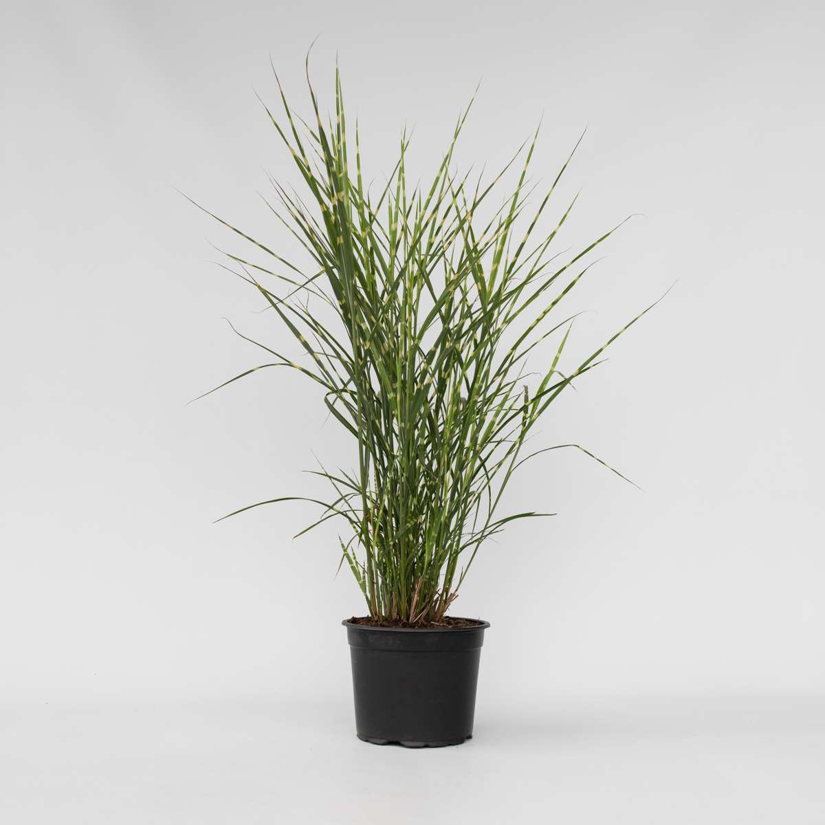 Miscanthus Zebrinus - Siergras