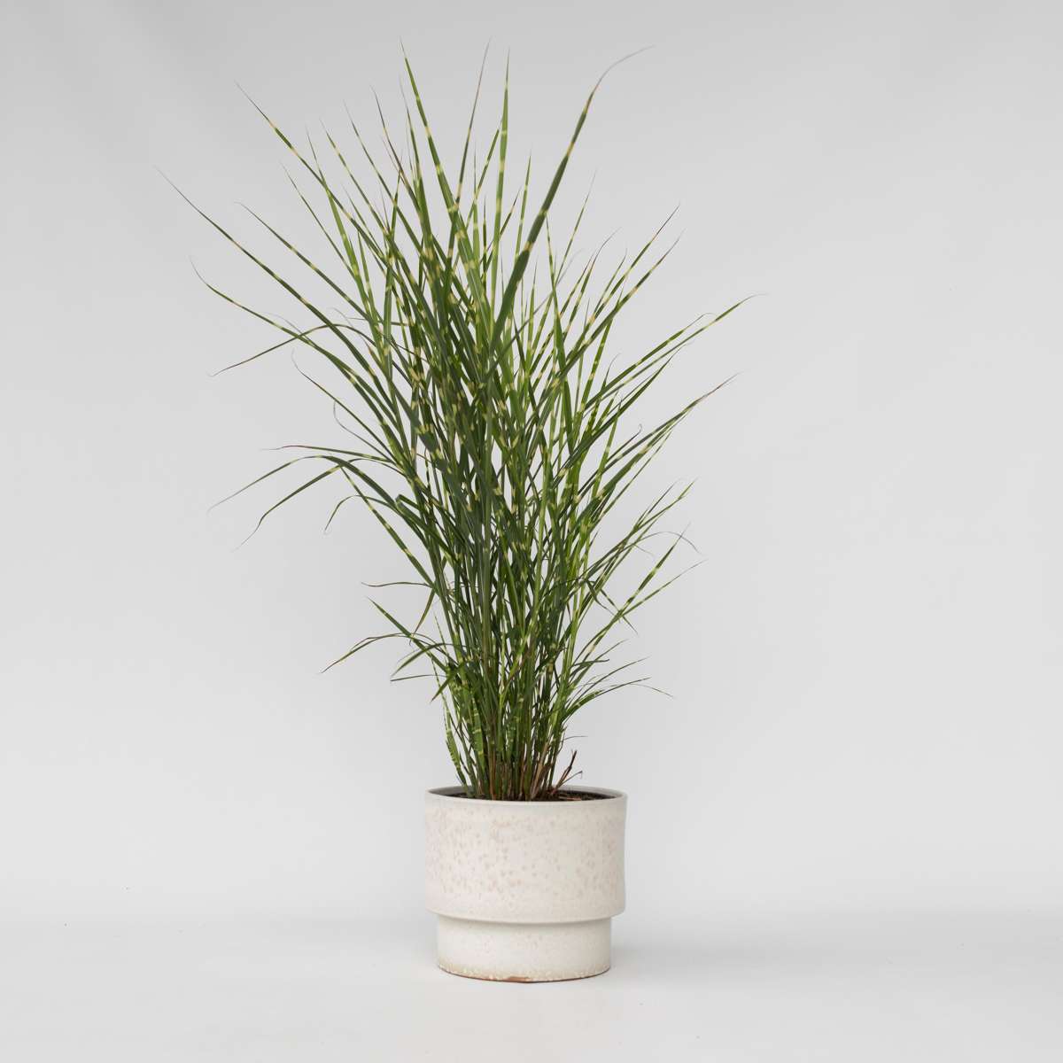 Miscanthus Zebrinus - Siergras