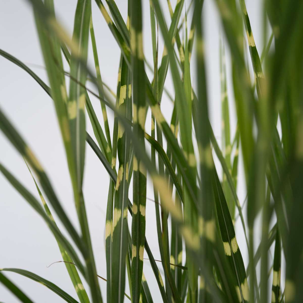 Miscanthus Zebrinus - Siergras - Set van 2