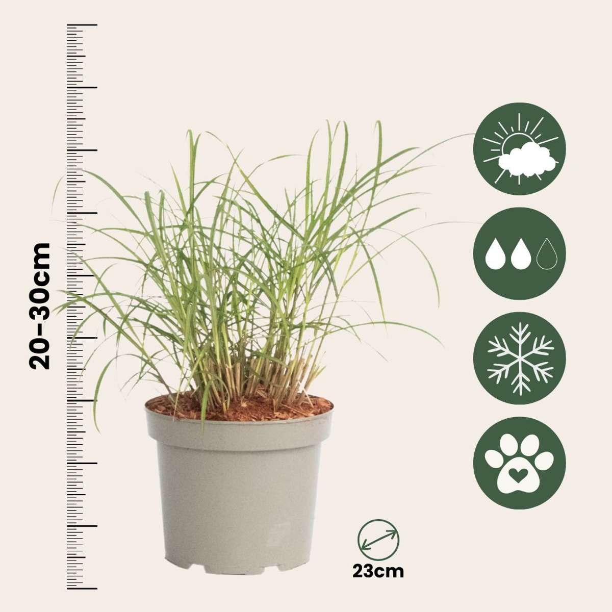 Miscanthus sinensis Red Chief - Siergras - Set van 2