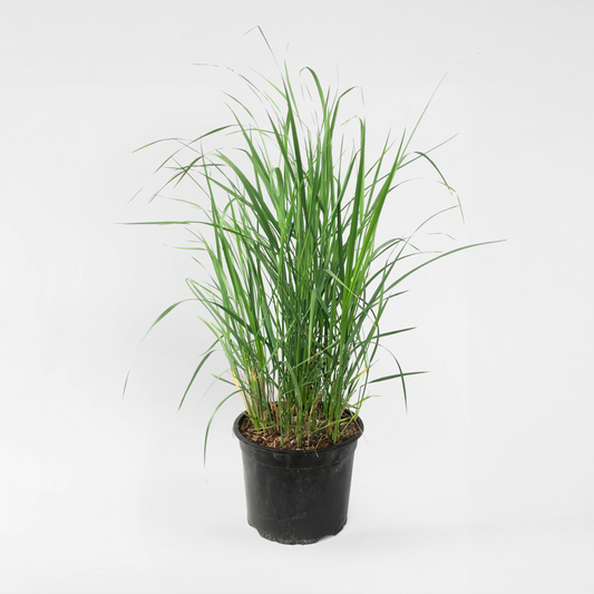 Calamagrostis 'Karl Foerster' - Siergras