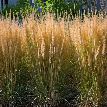 Calamagrostis 'Karl Foerster' - Set van 2 - Siergras