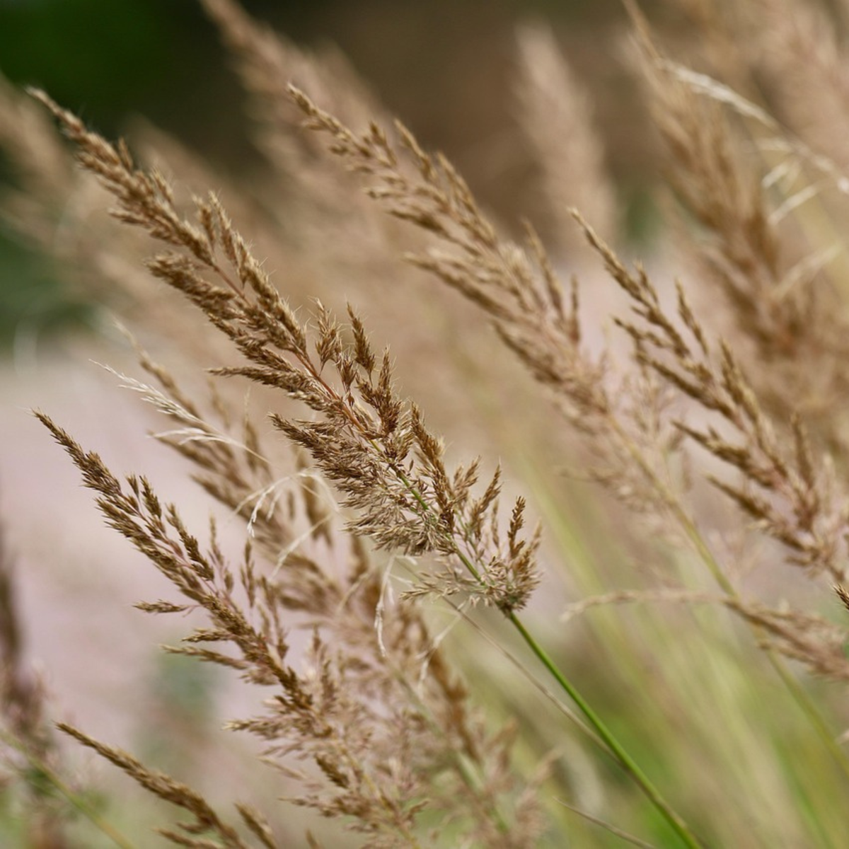 Calamagrostis 'Karl Foerster' - Set van 2 - Siergras