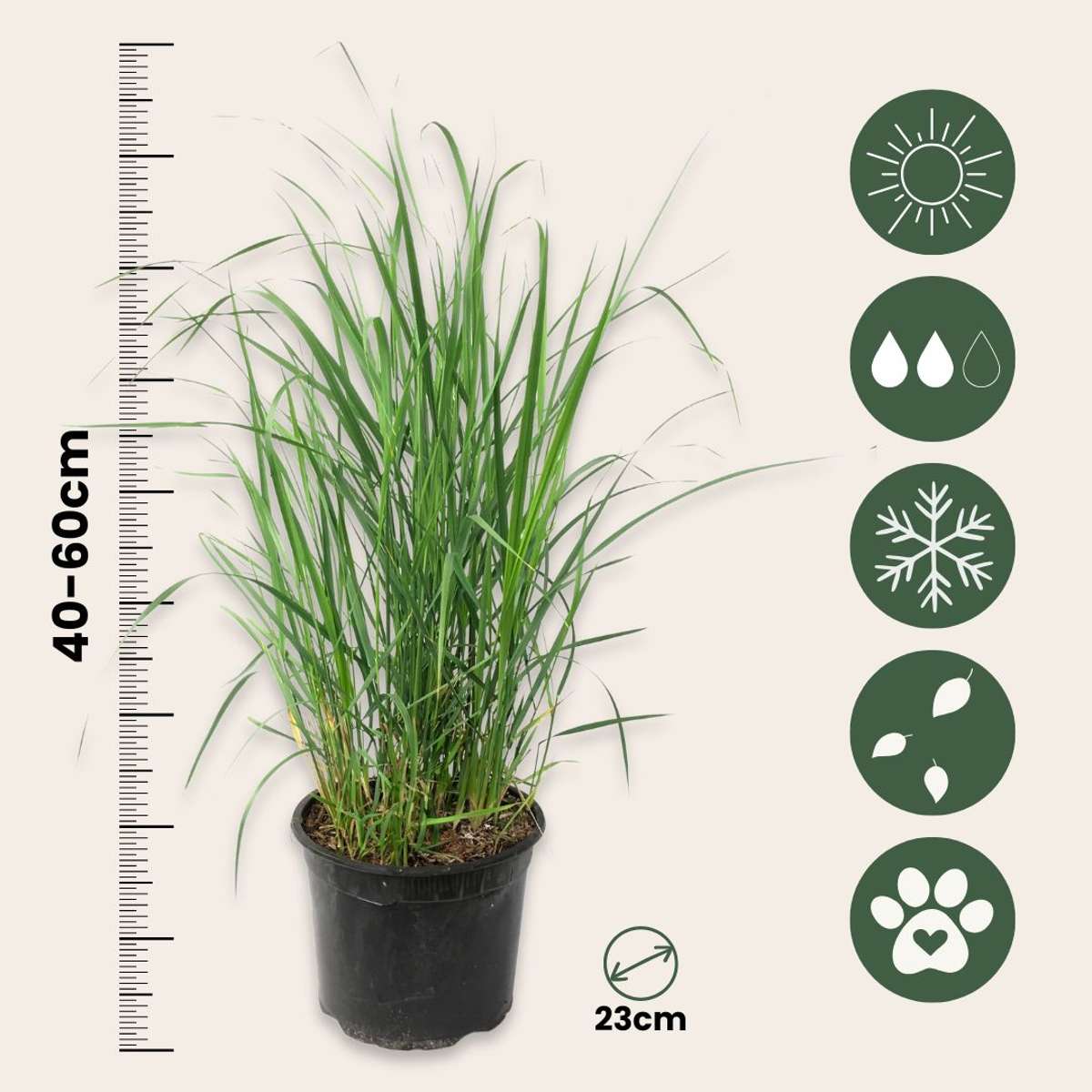 Panicum virgatum 'Heavy Metal' - Vingergras