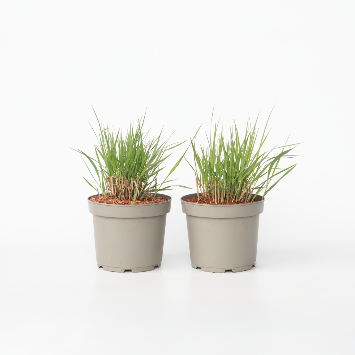 Panicum virgatum 'Heavy Metal' - Set van 2 - Vingergras