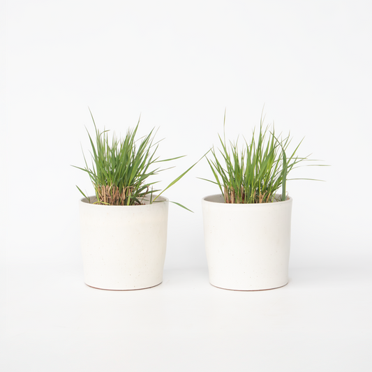 Panicum virgatum 'Heavy Metal' - Set van 2 - Vingergras