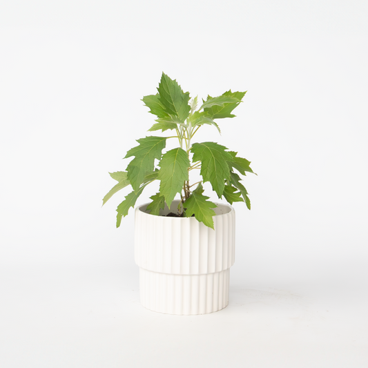 Hydrangea 'Ice Crystal' - Hortensia