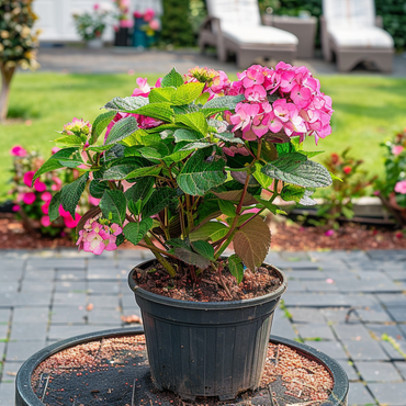 Hydrangea 'Dare Devil' - Hortensia