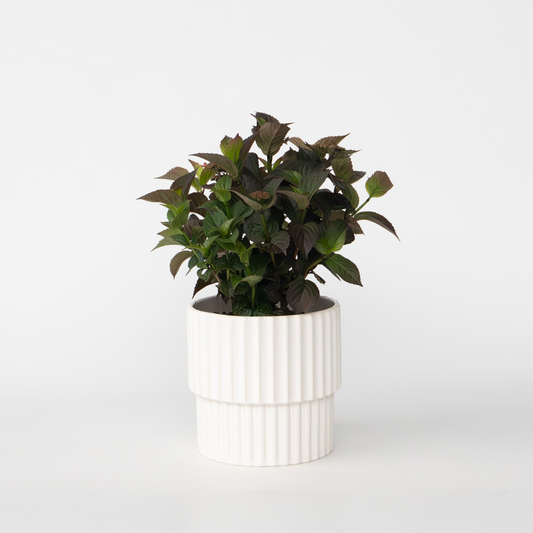 Hydrangea 'Dare Devil' - Hortensia