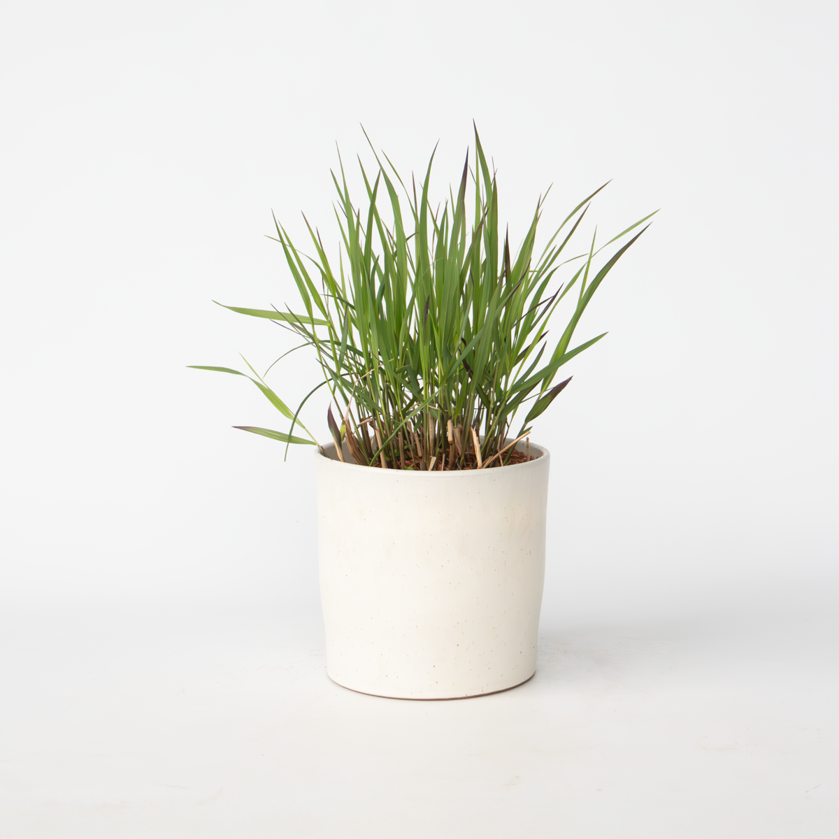 Panicum virgatum 'Squaw' - Vingergras
