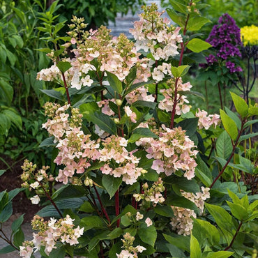 Hydrangea Early Harry - Pluimhortesia
