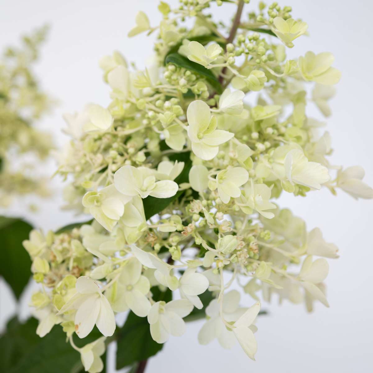 Hydrangea 'Candlelight' - 2 stuks - Hortensia