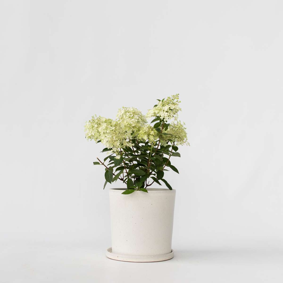Hydrangea 'Bobo' - Pluimhortensia