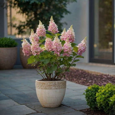 Hydrangea 'Pinky Winky' - Set van 2 - Pluimhortensia