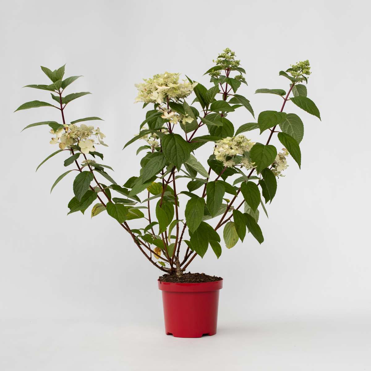 Hydrangea Wim's Red - Hortensia