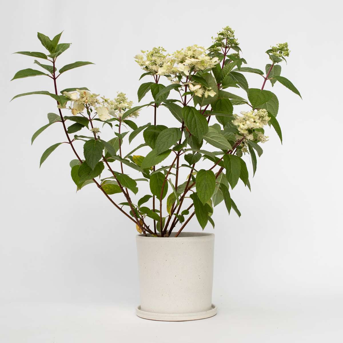 Hydrangea Wim's Red - Hortensia