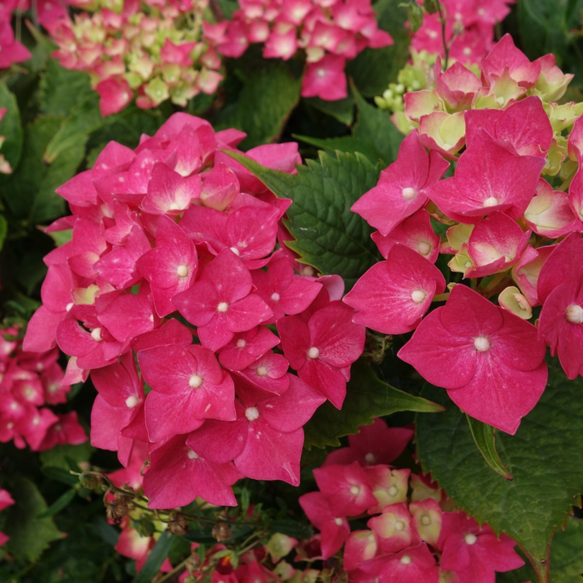 Hydrangea Wim's Red - Set van 2 - Hortensia