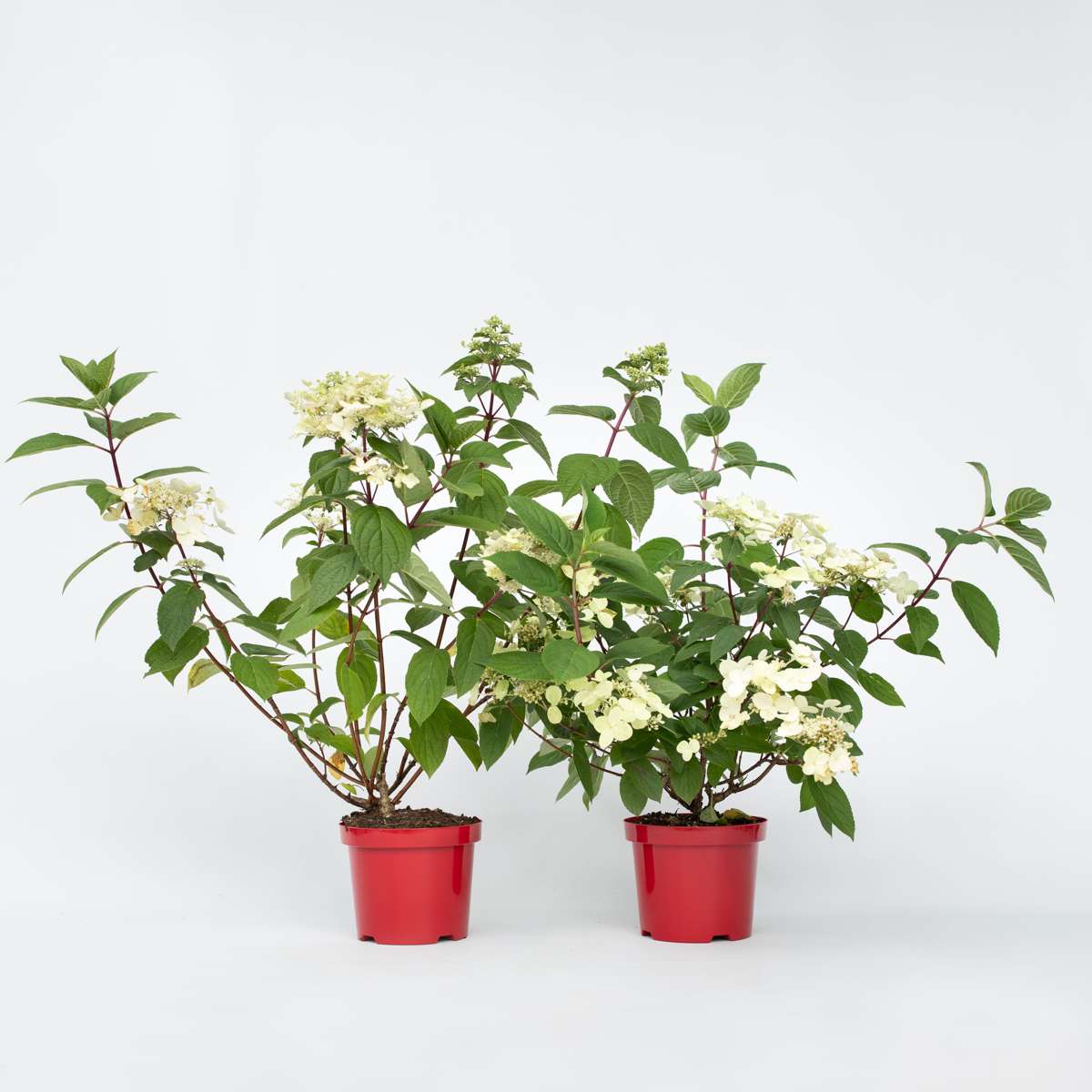 Hydrangea Wim's Red - Set van 2 - Hortensia