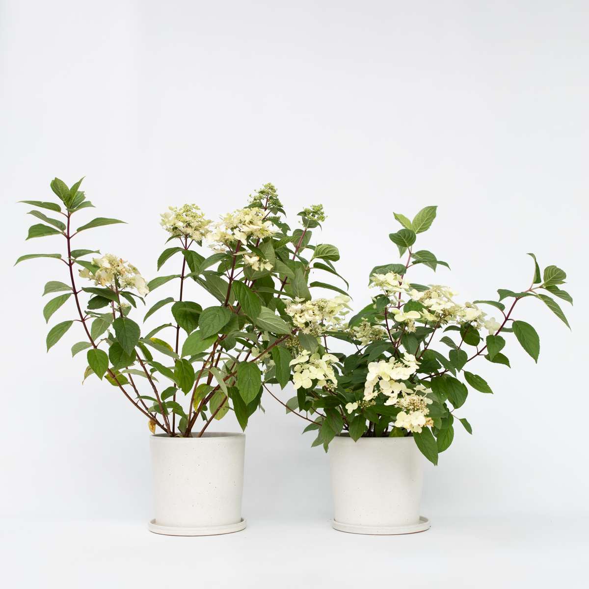 Hydrangea Wim's Red - Set van 2 - Hortensia