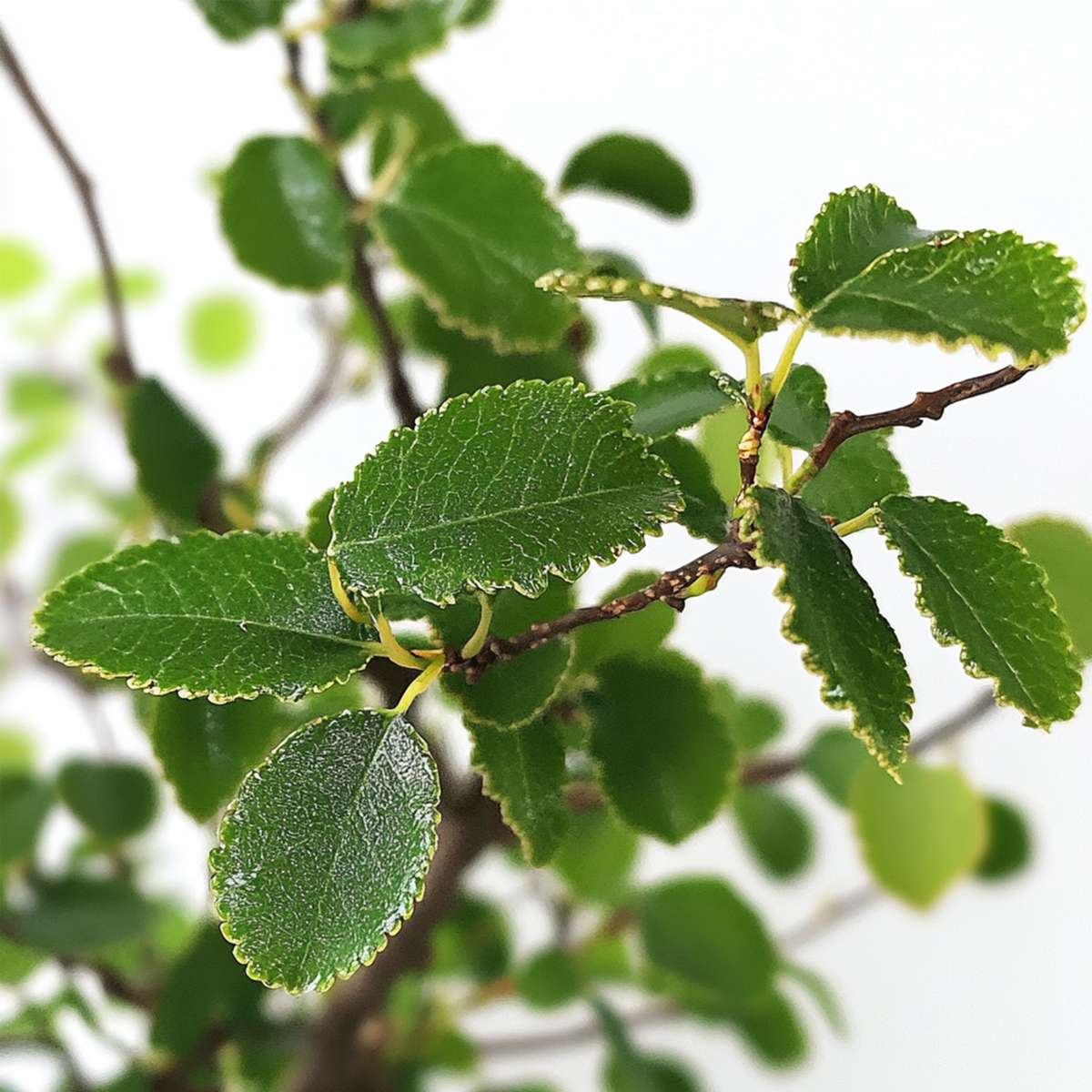 Bonsai 'Zelkova' - S-vormig - M
