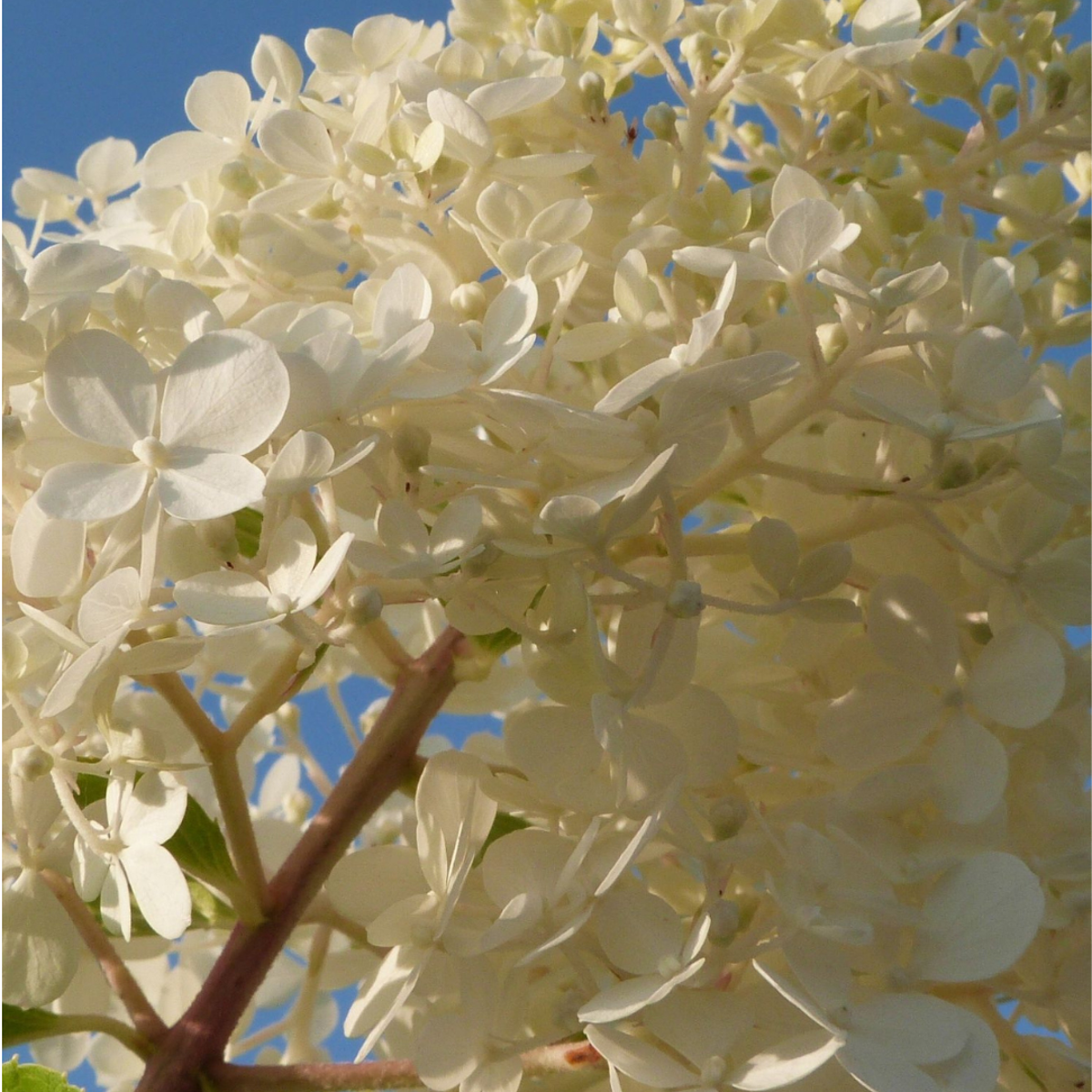 Hydrangea - Mix van 6 - Hortensia
