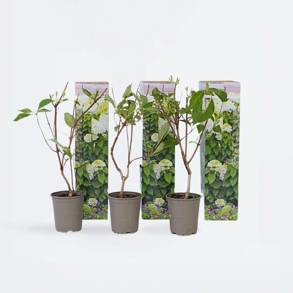Hydrangea 'Silver Dollar' - Set van 3 - Hortensia