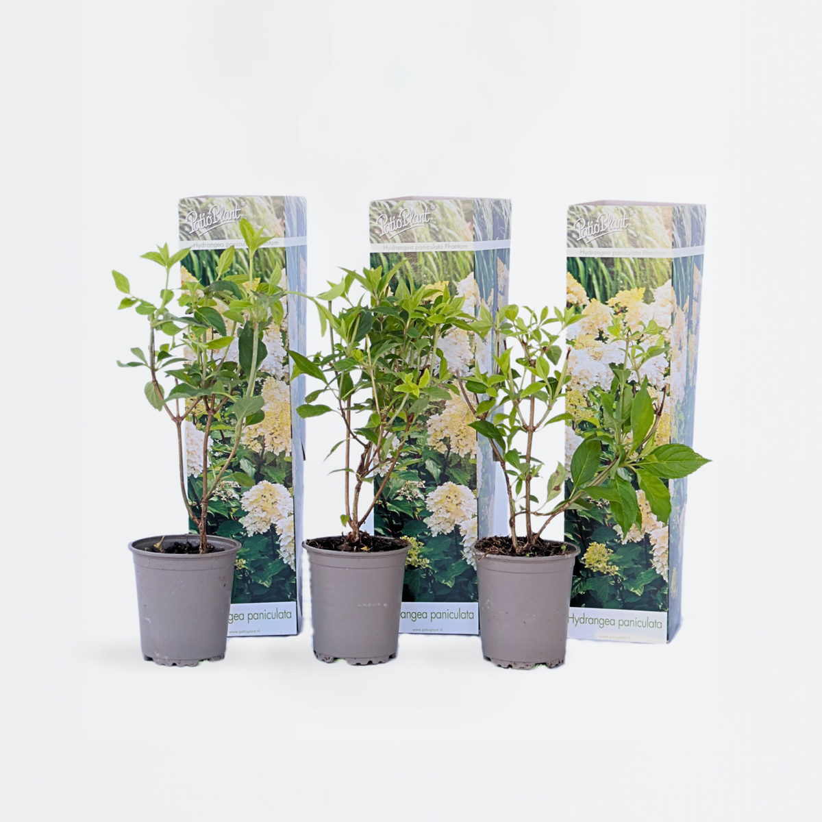 Hydrangea 'Phantom' - Set van 3 - Hortensia