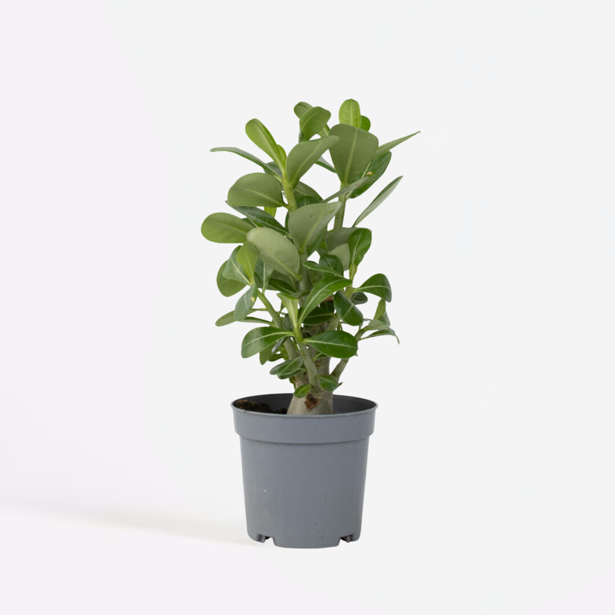 Adenium obesum - Woestijnroos