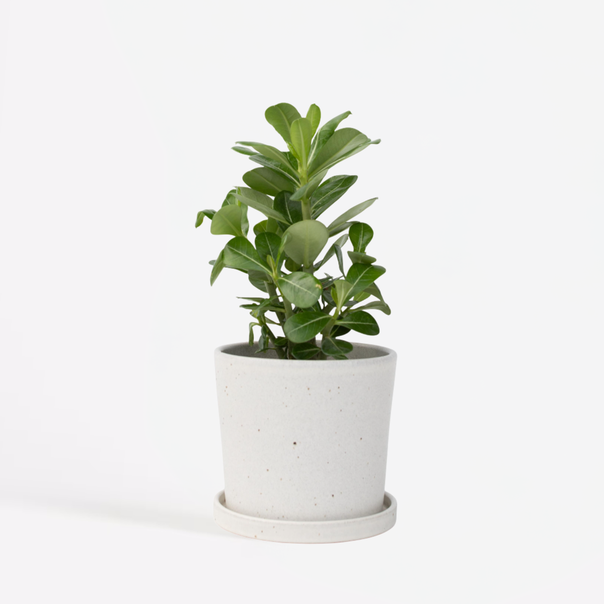 Adenium obesum - Woestijnroos