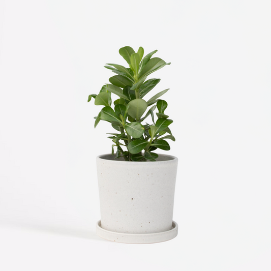 Adenium obesum - Woestijnroos