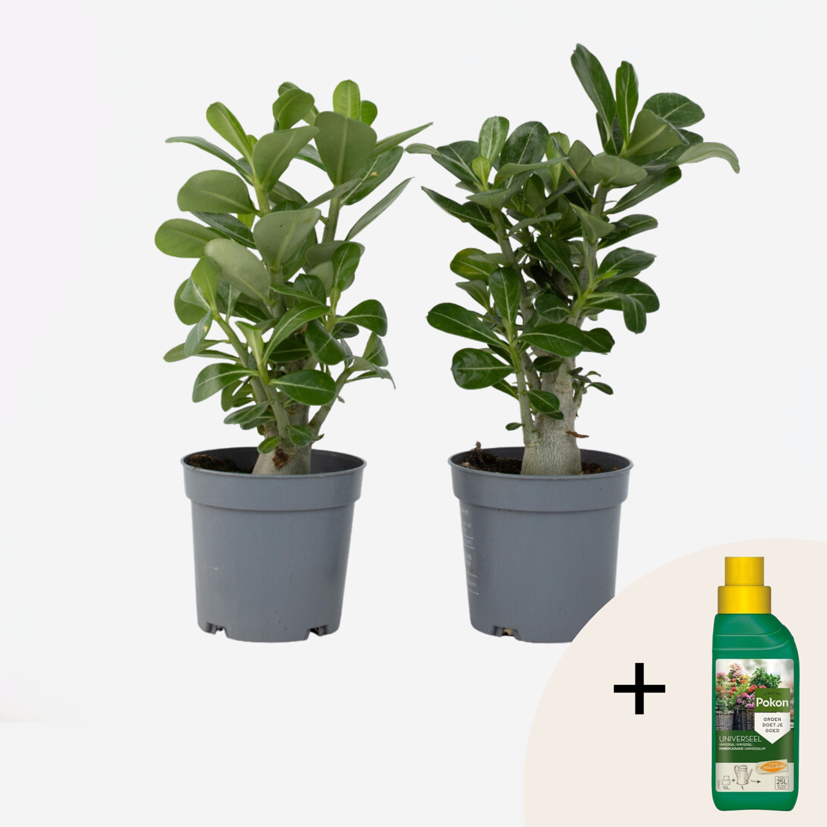 Adenium obesum - Set van 2 - Woestijnroos - Met plantenvoeding
