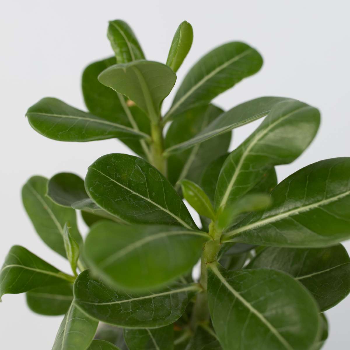 Adenium obesum - Set van 2 - Woestijnroos