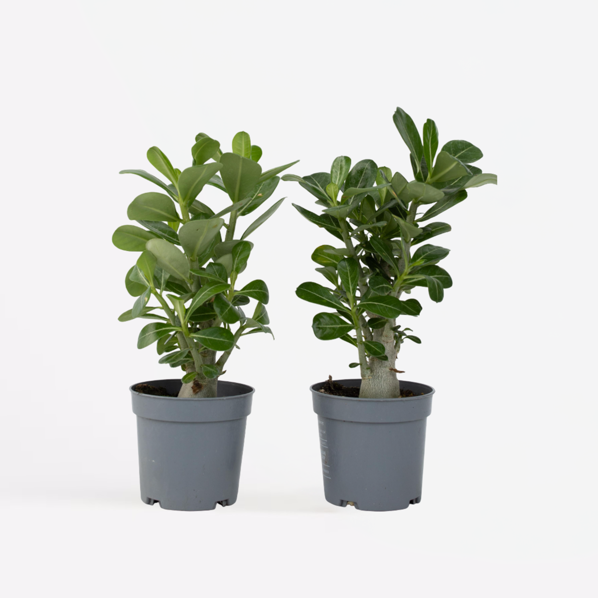 Adenium obesum - Set van 2 - Woestijnroos
