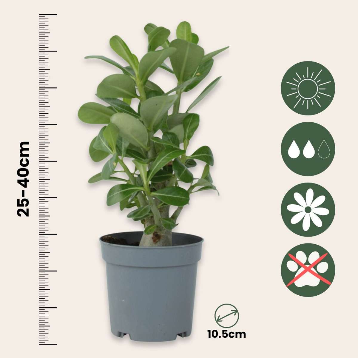 Adenium obesum - Set van 2 - Woestijnroos